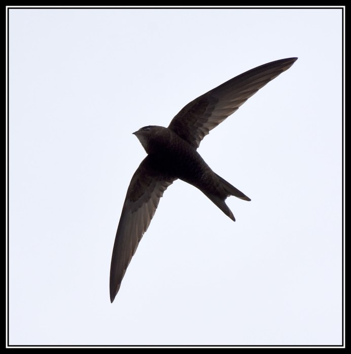 Черный Стриж Перелетная птица