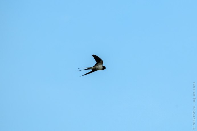 «Schwalbe» Ласточка