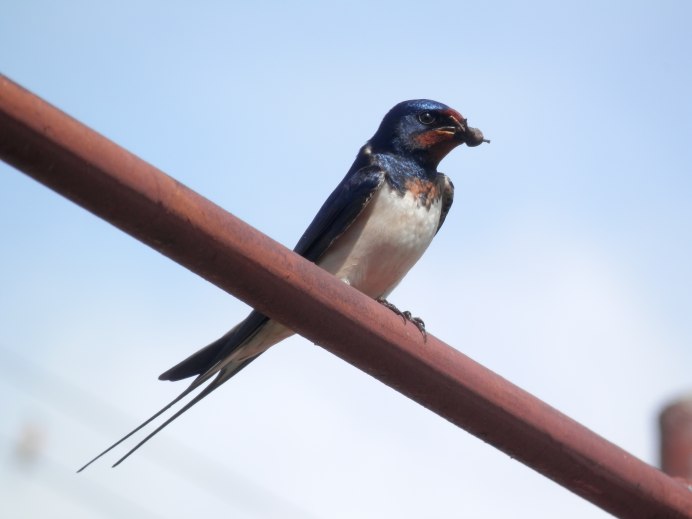 Простая деревенская Ласточка