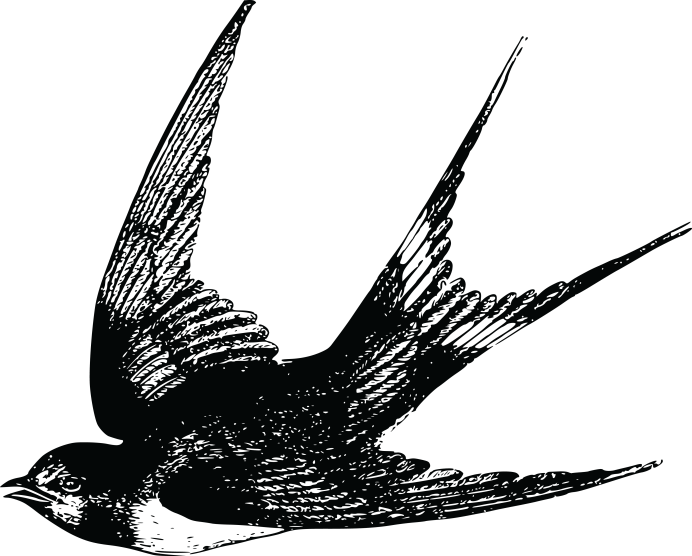 Ласточка тату эскиз