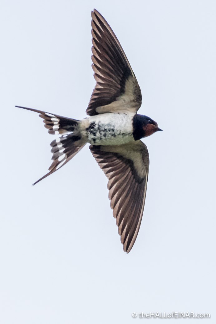 Деревенская Ласточка Касатка