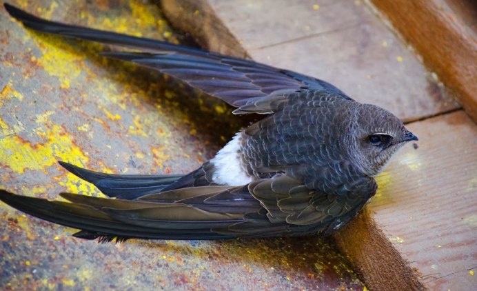 Суастуу (Hirundo Rustica l. Hirundo)