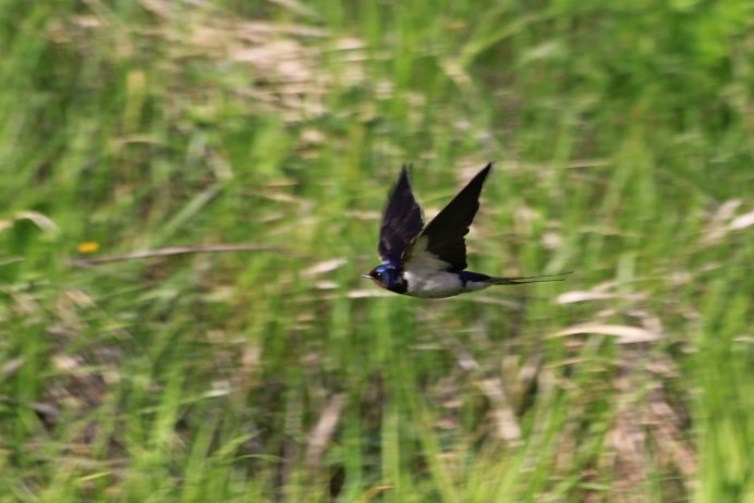Стриж обыкновенный