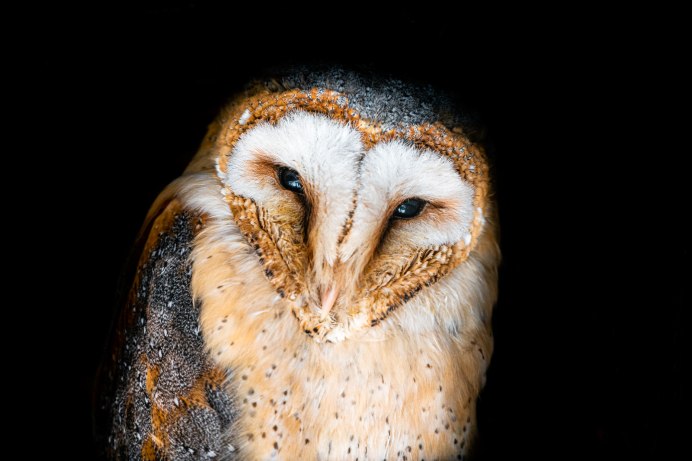 Одноглазая Сова Йошимура