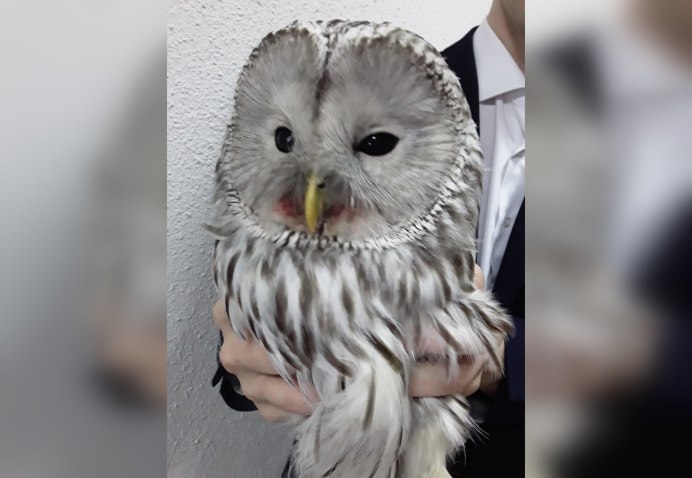 Центральноамериканская ушастая Сова