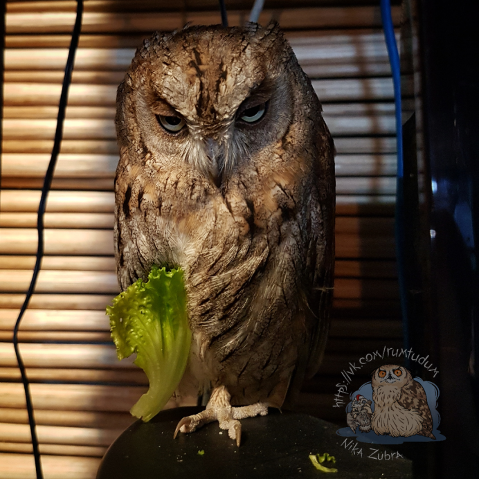 Филин с желтыми глазами тени деревьев