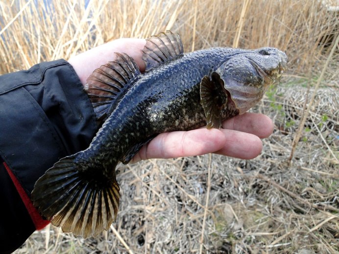Channa aurantimaculata