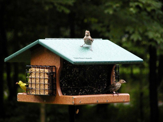 Кормушку Wireless Whiskers