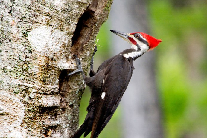 Красноголовый черный дятел