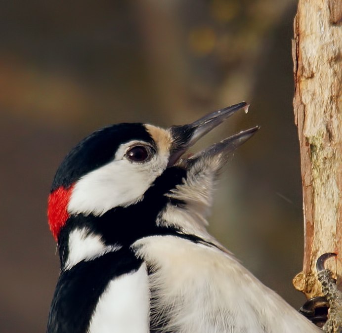 С Веретенникова "пестрый дятел"