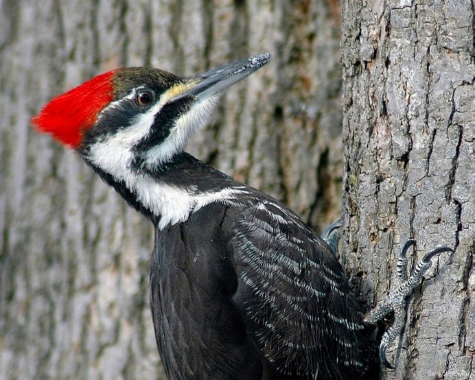 Кубинский шилоклювый дятел