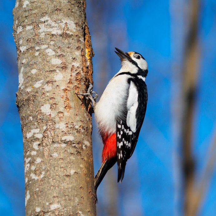Магелланов Королевский дятел