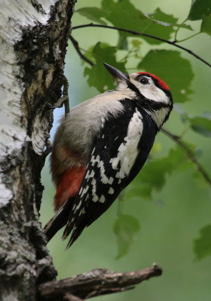 Дятел обыкновенный
