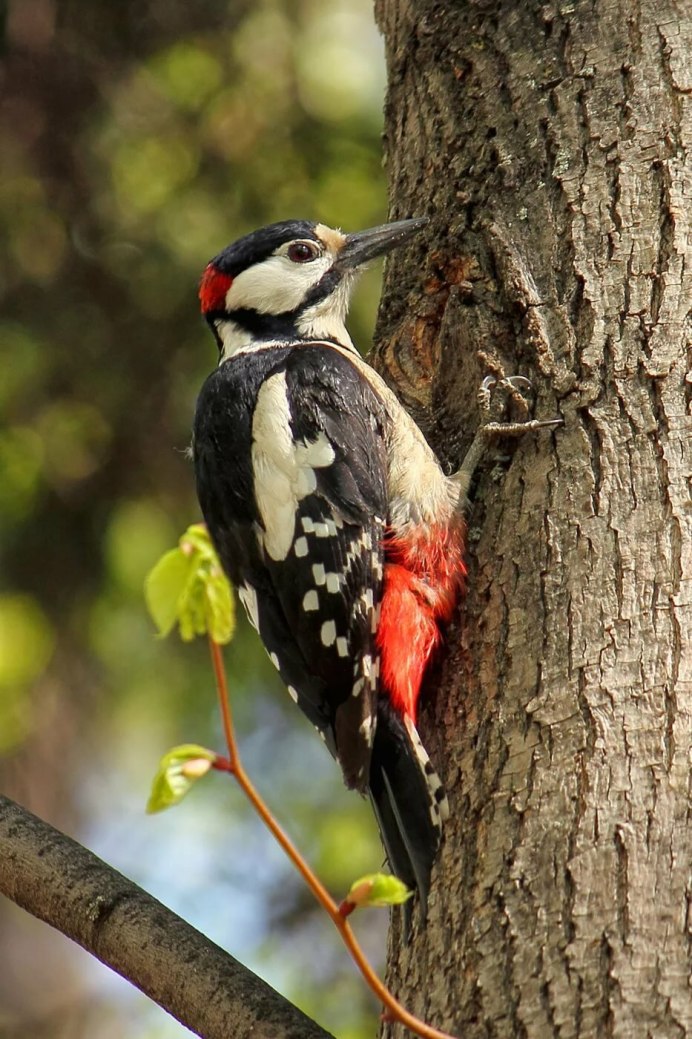 Дятел Красношапочник
