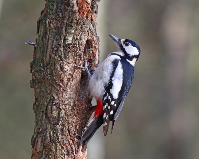 Дятел в Битцевском лесу