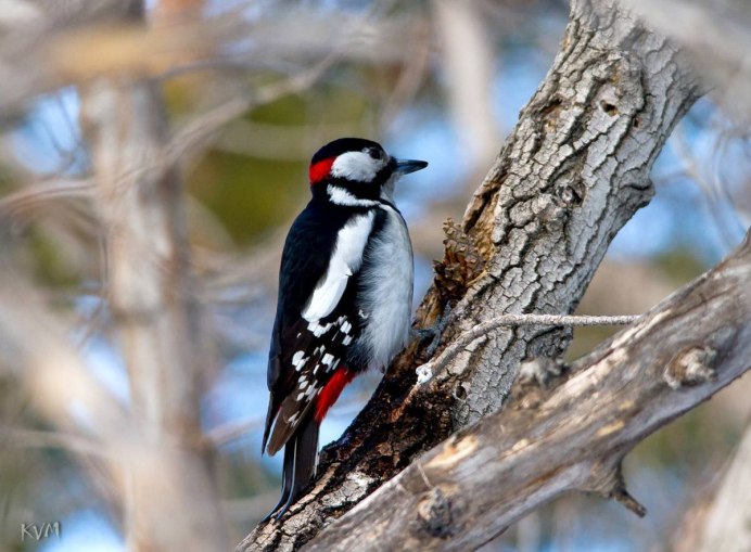 Малый пестрый дятел самка