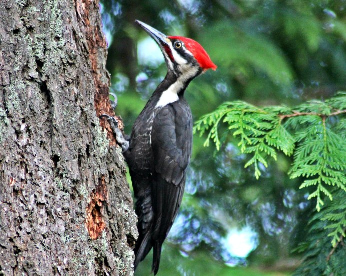 Белоспинный дятел в Карелии