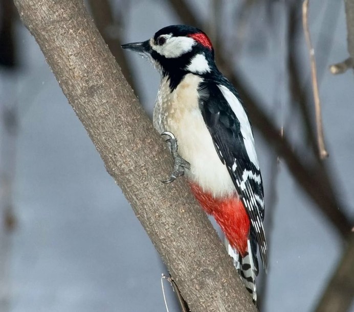 Краснохвостый дятел