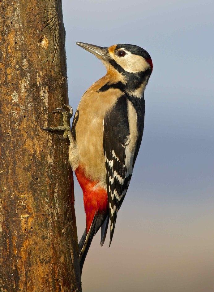 Дятел Уральский