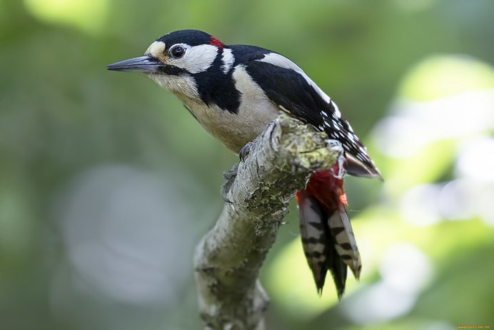 Хохлатый Красношапочный дятел