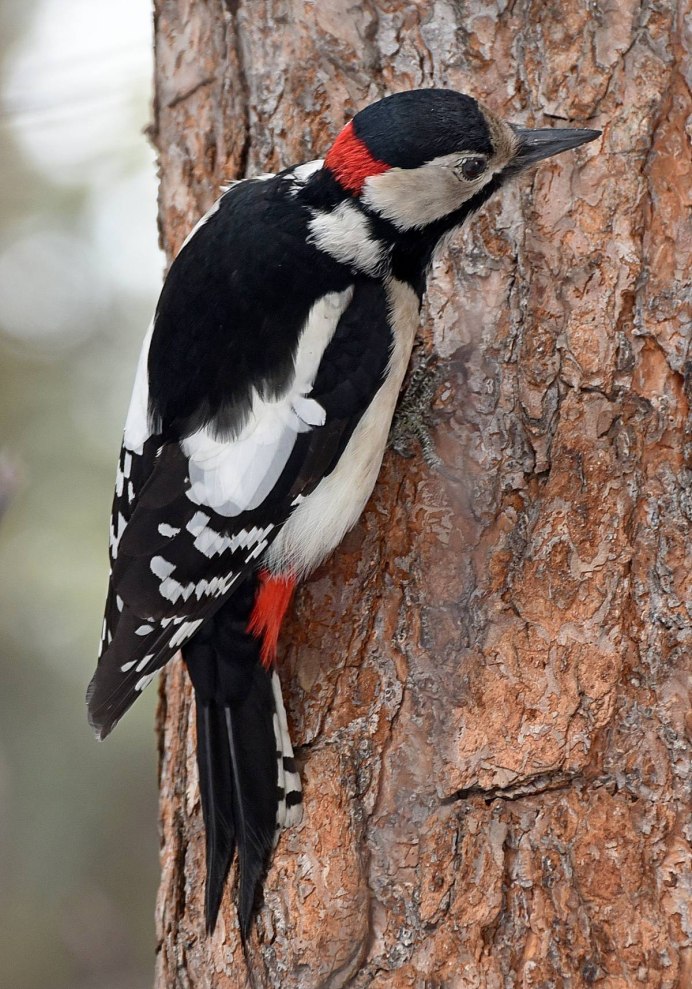 Дятел Красношапочник