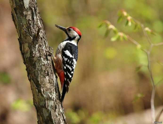 Желтогрудый дятел