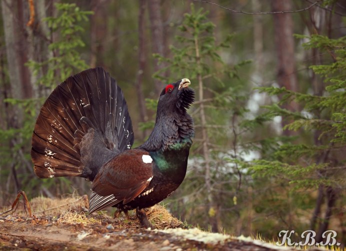 Каменный Глухарь (Tetrao parvirostris)