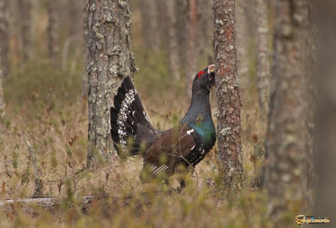 Чернобрюхий Глухарь