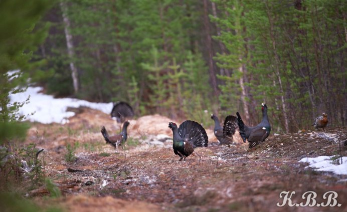 Каменный Глухарь птица