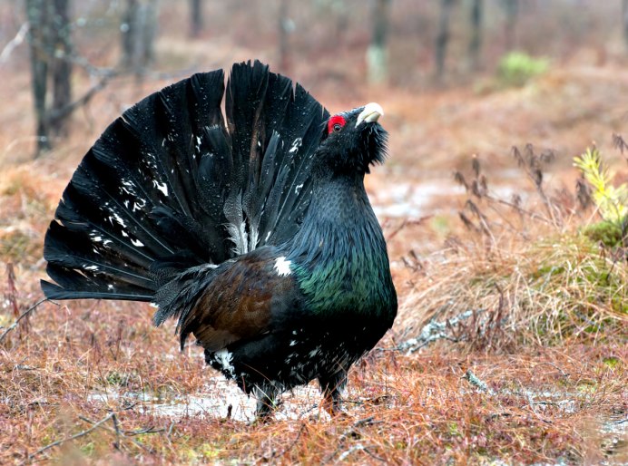 Глухарь Сибирский