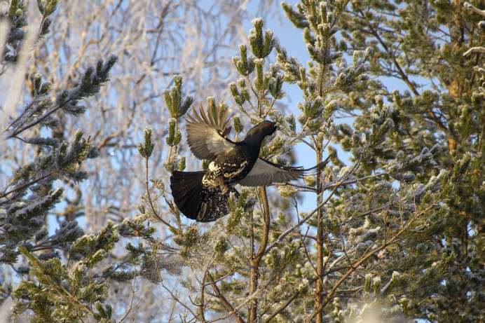 Глухарь Иркутской области