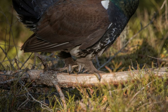 Самые красивые птицы тайги