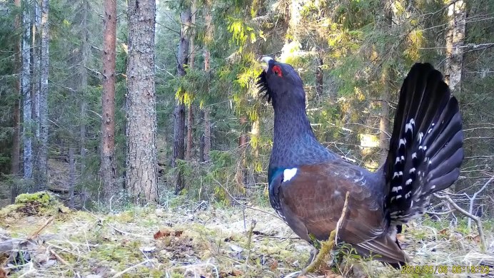 Охота на осинах и лиственницах Глухарь