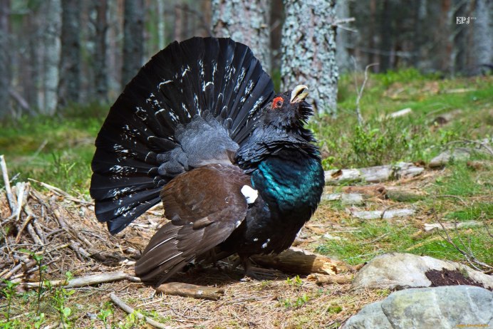 Глухарь Сибирский птица