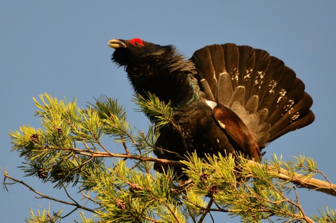 Охота на глухаря и тетерева