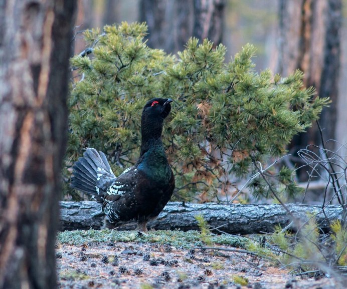 Белобрюхий Глухарь