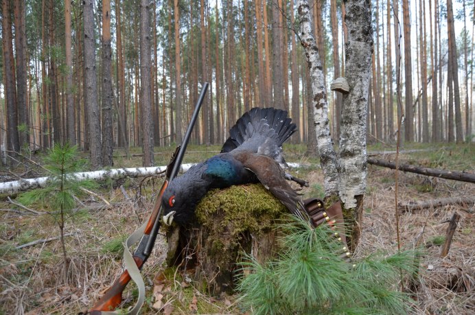 Обыкновенный Глухарь