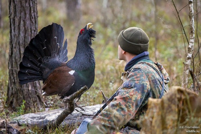Глухари на токовище