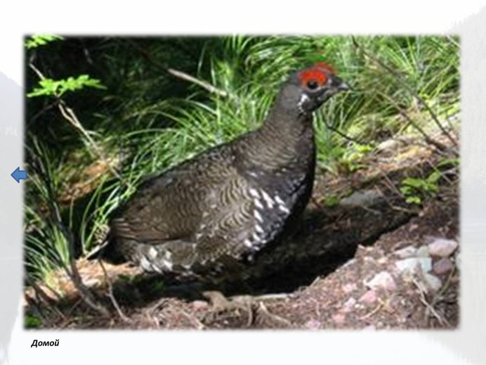 Ильменский заповедник Глухарь