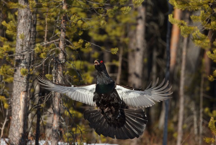Дикуша Уссурийская Тайга