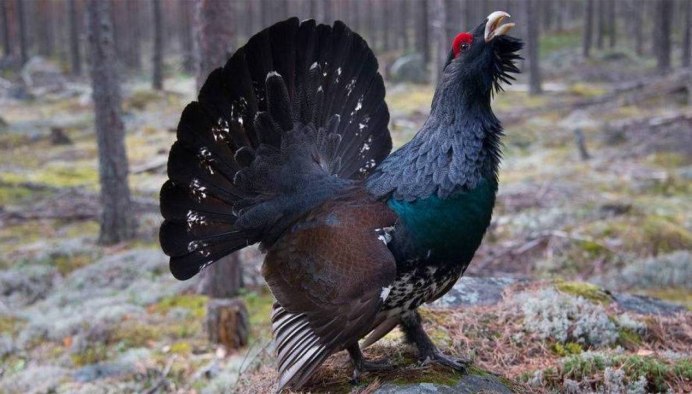 Чернобрюхий Глухарь