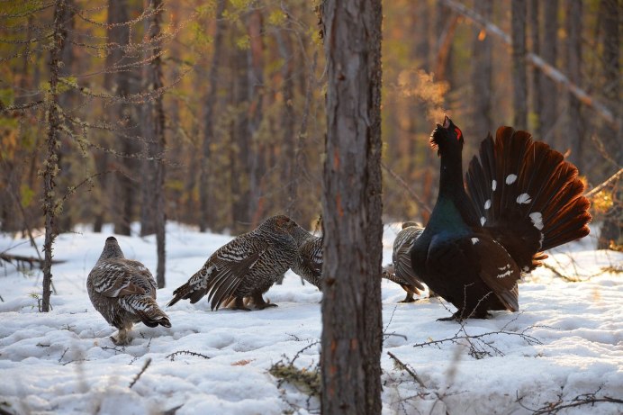 Чернобрюхий Глухарь Tetrao urogallus Major
