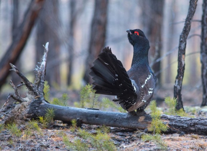 Птицы тайги Глухарь