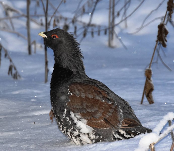 Представители тайги Глухарь