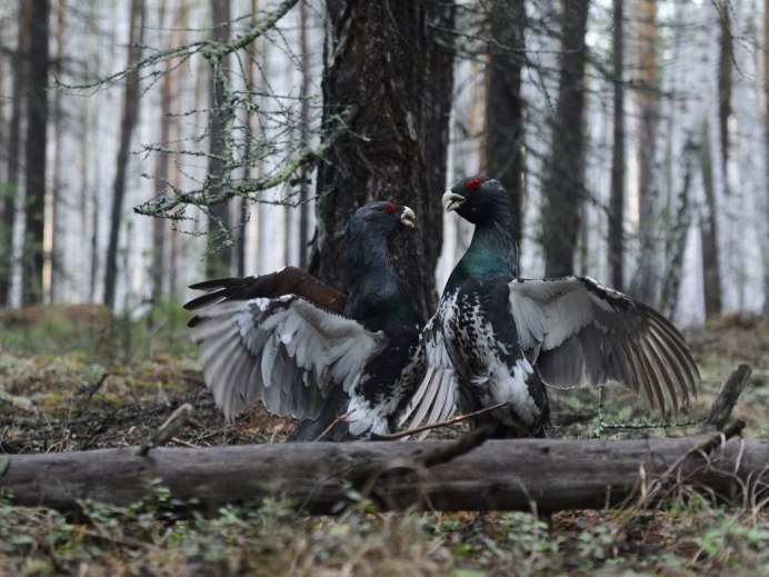 Глухарь птица токует
