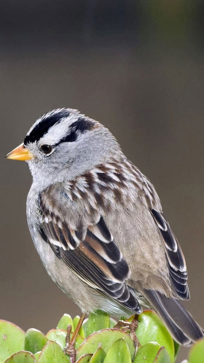Птица Yellow Rumped Warbler
