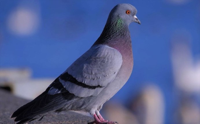 Columba Livia Gmelin