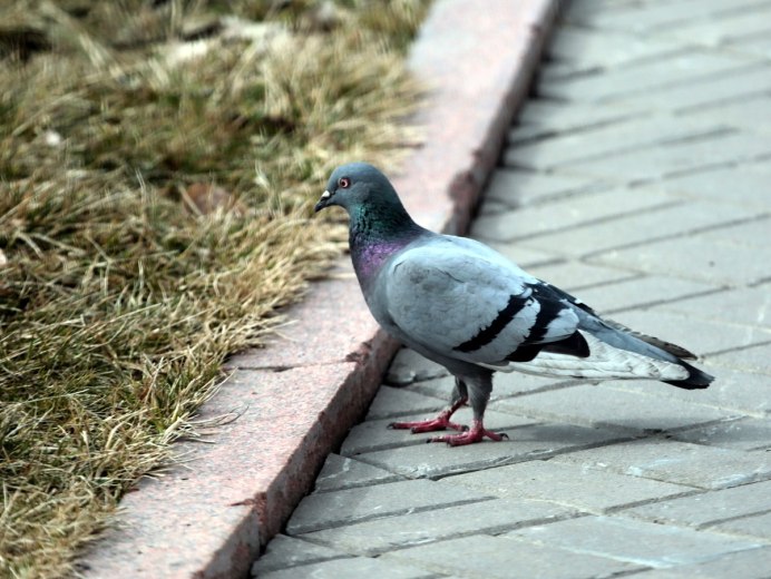 Сизый голубь (Columba Livia)
