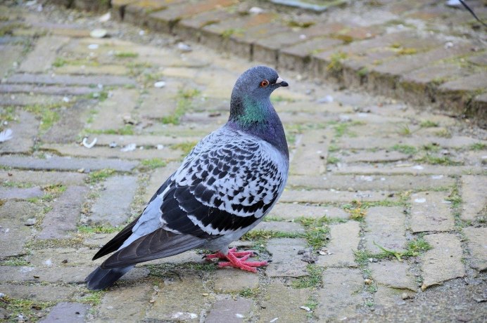 Сизый голубь – Columba Livia GM.