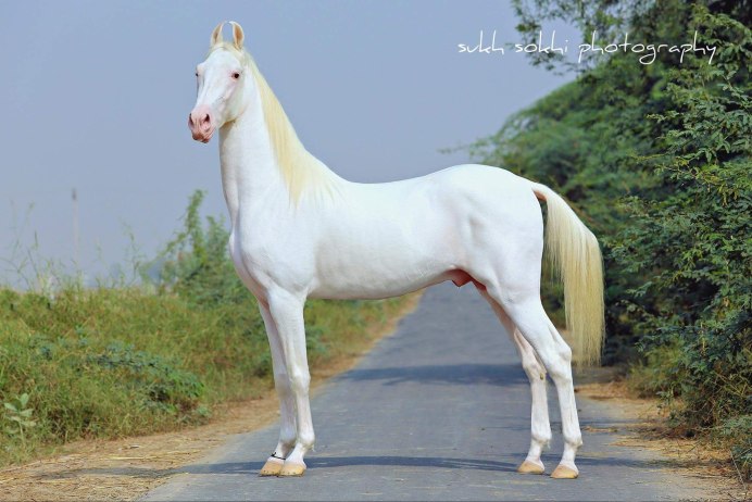 Изабелловая Ахалтекинская лошадь